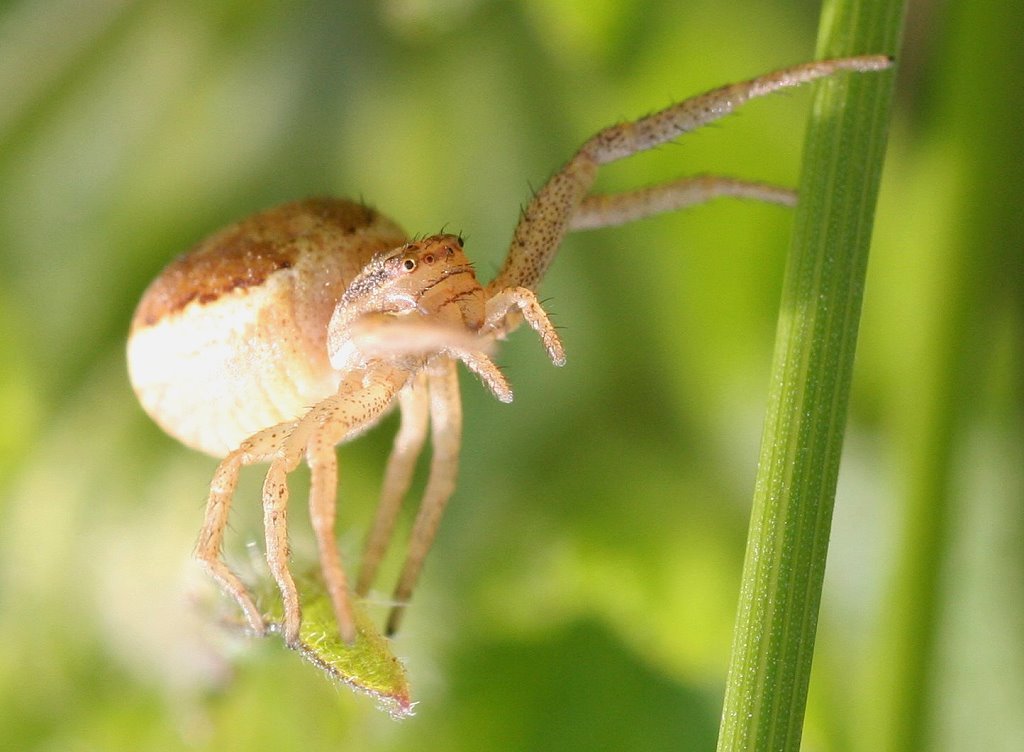 Fotografía por TyChO para DesignCrowd (Community Contests) | Diseño #9042461