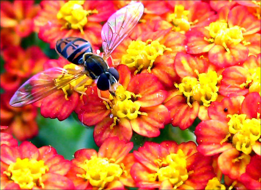 Photographie par Ritu26 pour DesignCrowd (Community Contests) | Design #9042683