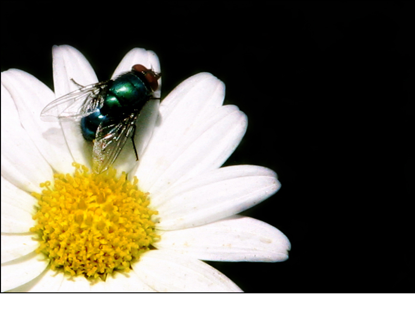 Photography by nowheregirl for DesignCrowd (Community Contests) | Design #9042637