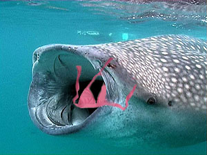 Design Photoshop par maxkala pour DesignCrowd (Community Contests) | Design #9048588