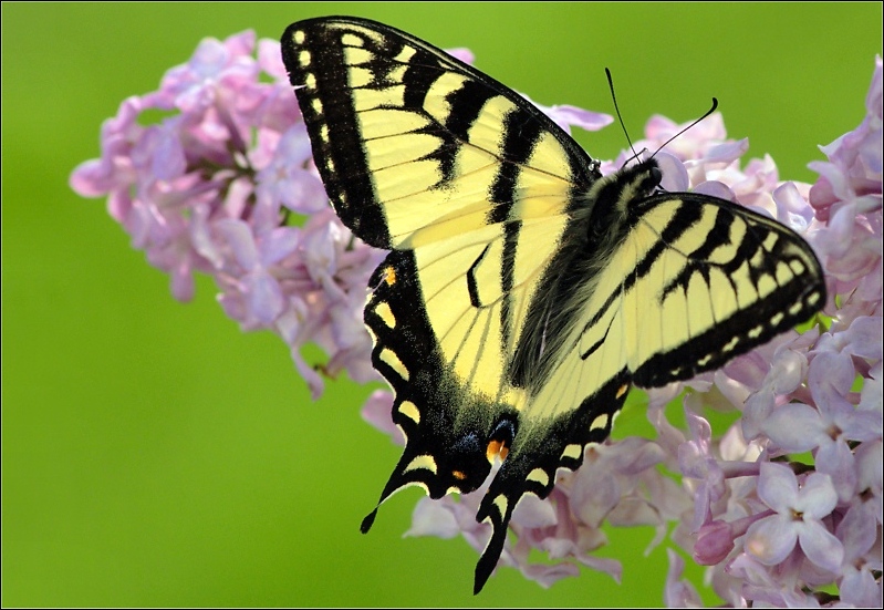 Fotografía por razzberry para DesignCrowd (Community Contests) | Diseño #9042591