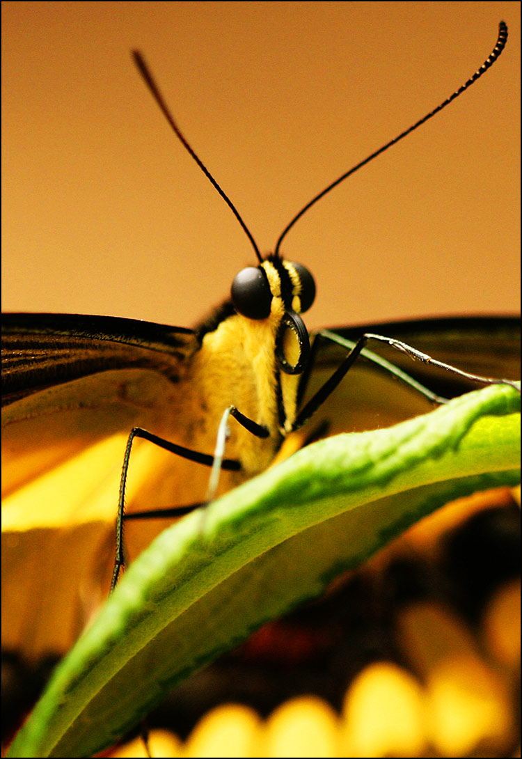 Photography by chris_ for DesignCrowd (Community Contests) | Design #9042451