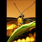 Photography by chris_