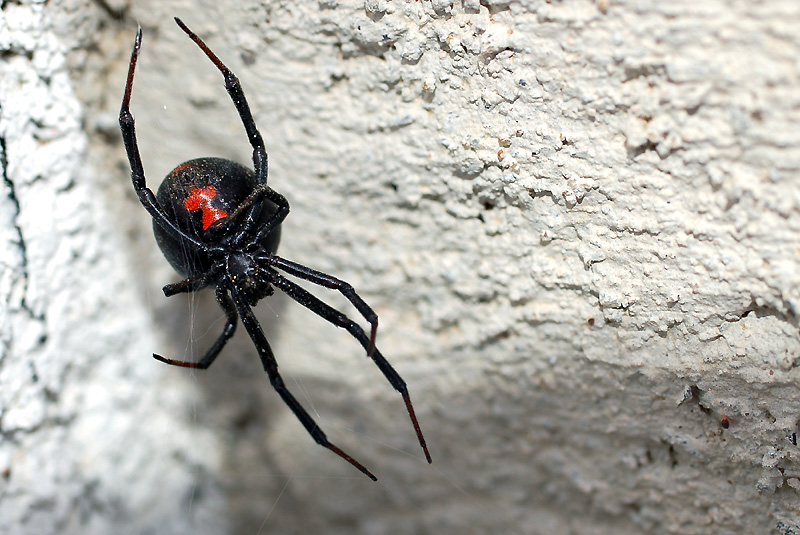 Photography by m3mane30 for DesignCrowd (Community Contests) | Design #9042648