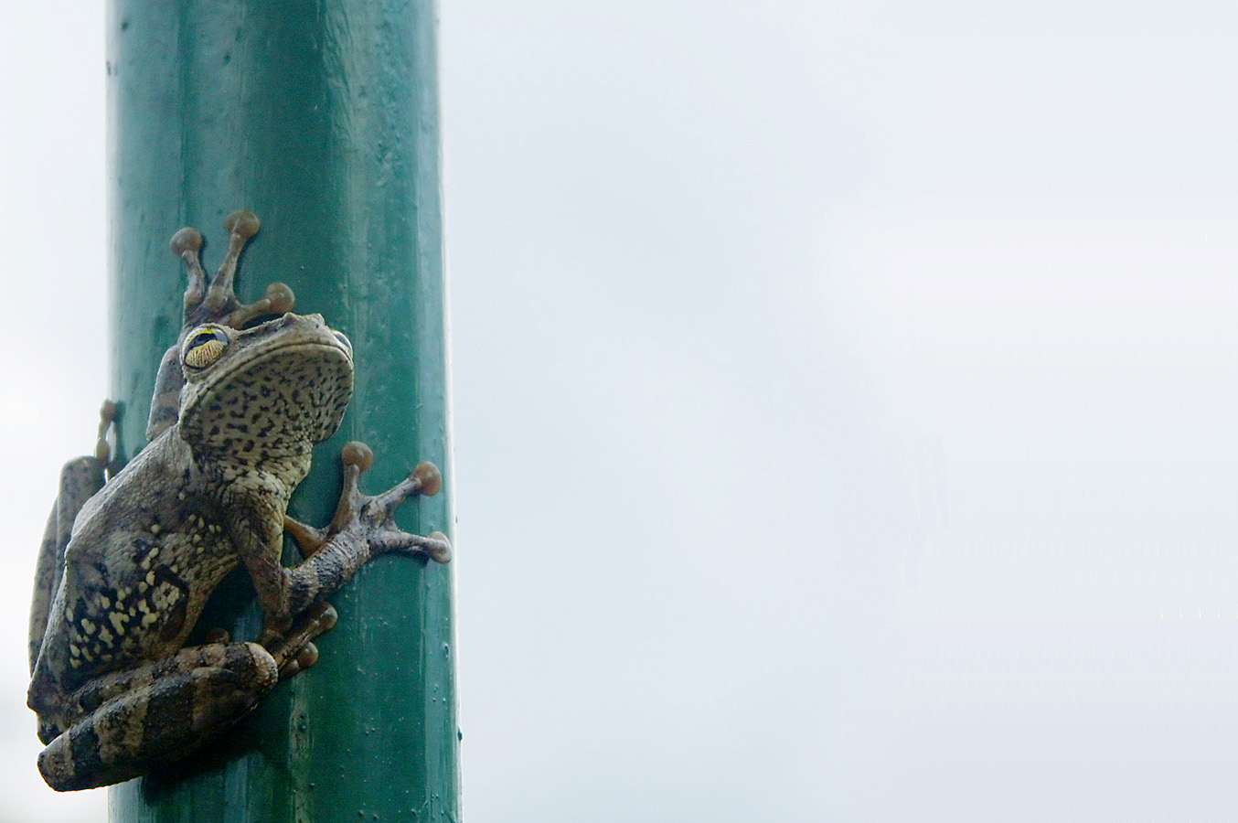 Fotografie von Rouwkema für DesignCrowd (Community Contests) | Design #9037689