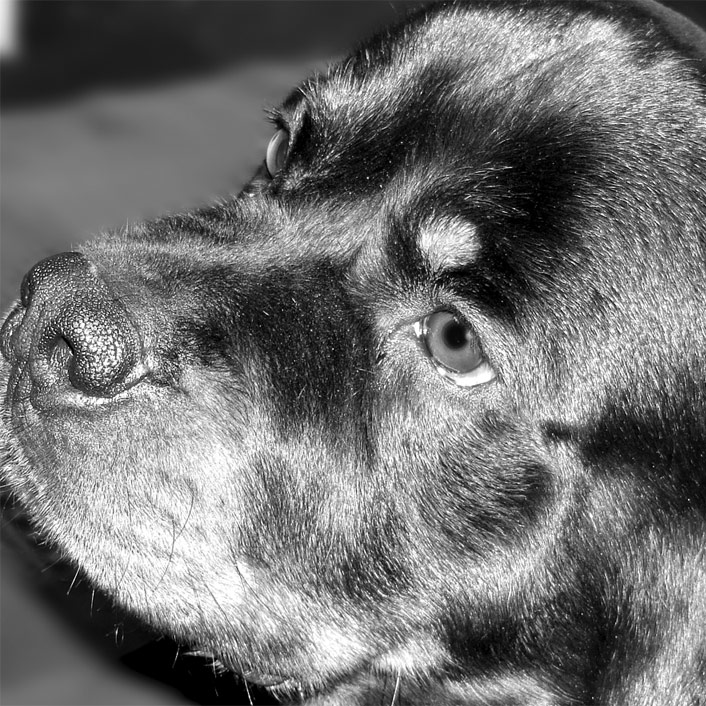 Photography by fabfella10 for DesignCrowd (Community Contests) | Design #9045998