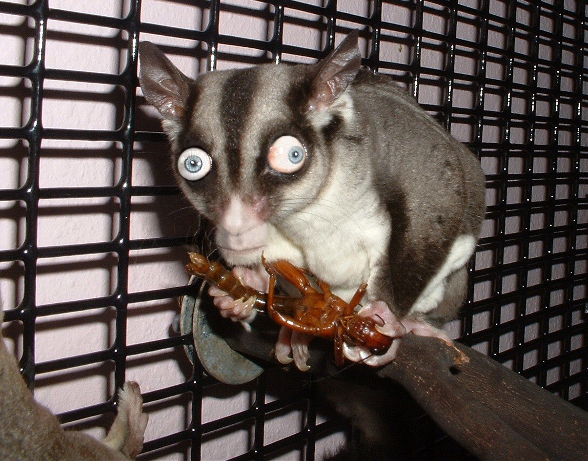 Design Photoshop par cricket1 pour DesignCrowd (Community Contests) | Design #9037493