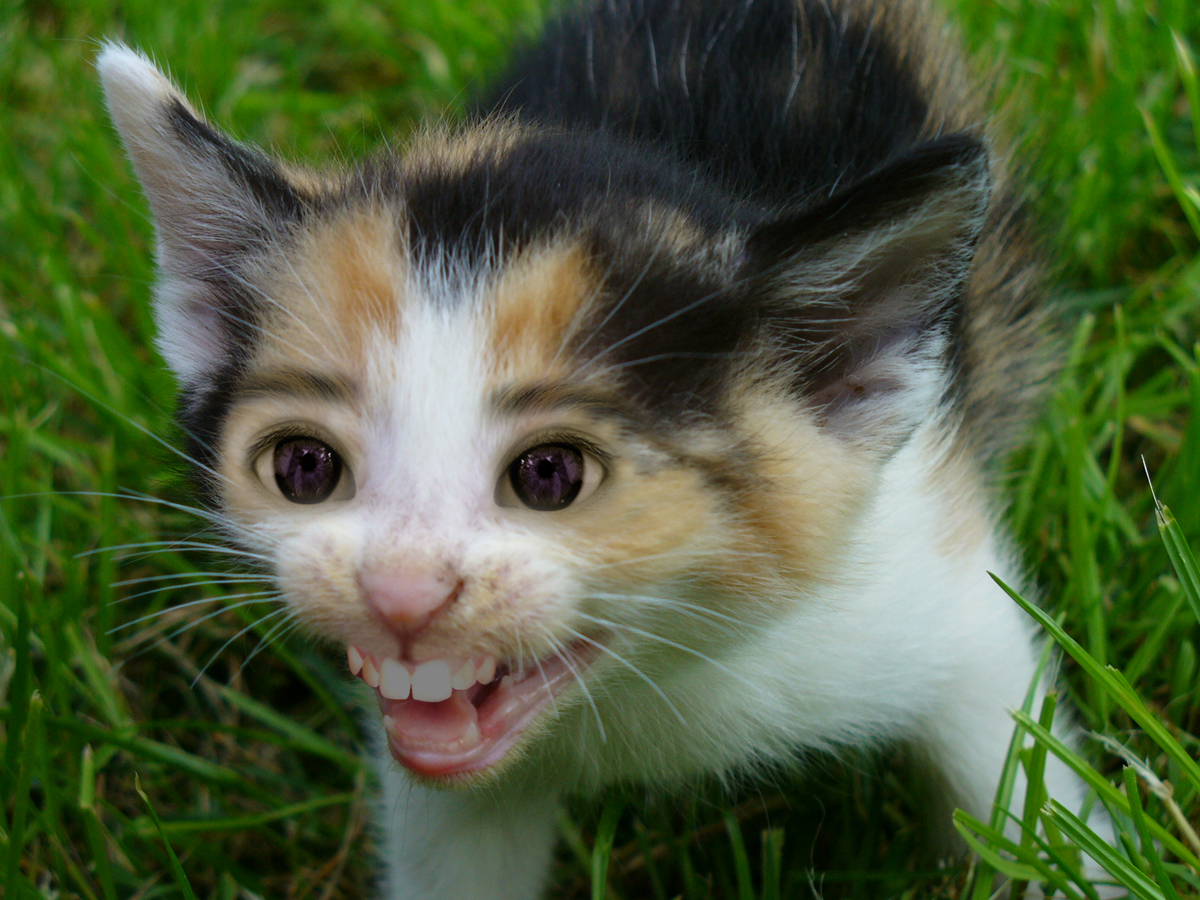 Photoshop Design by Joshua for DesignCrowd (Community Contests) | Design #9037534