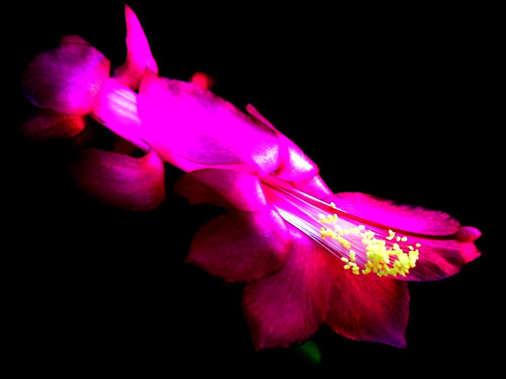 Photography by Isabella2006 for DesignCrowd (Community Contests) | Design #9037753