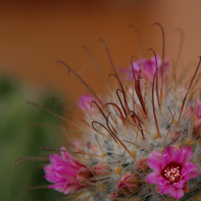 Photography by ginscambia for DesignCrowd (Community Contests) | Design #9046033
