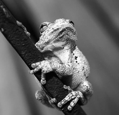Photography by solemnhypnotic for DesignCrowd (Community Contests) | Design #9037820