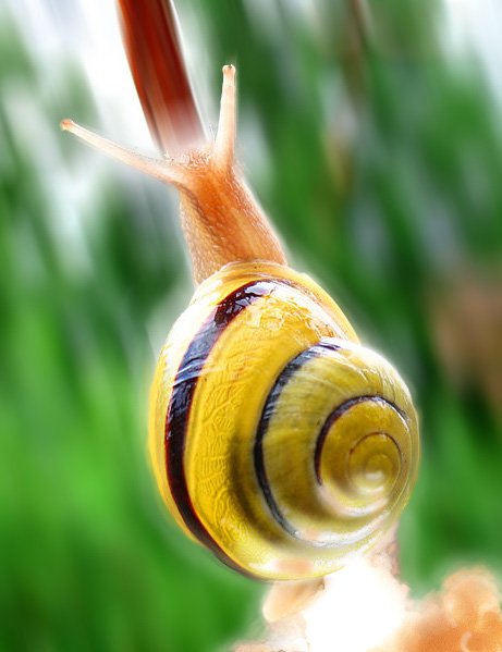 Diseño de Photoshop por jthornburg para DesignCrowd (Community Contests) | Diseño #9044191