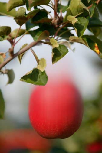 Diseño de Photoshop por Deborahb para DesignCrowd (Community Contests) | Diseño #9044234