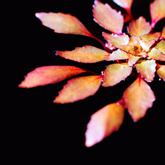 Photographie par lodoiska pour DesignCrowd (Community Contests) | Design #9046170