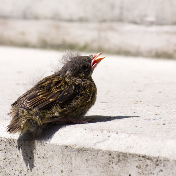 Photographie par vintagedept pour DesignCrowd (Community Contests) | Design #9046094