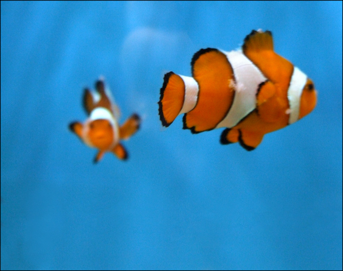 Fotografie von Flibble für DesignCrowd (Community Contests) | Design #9037817