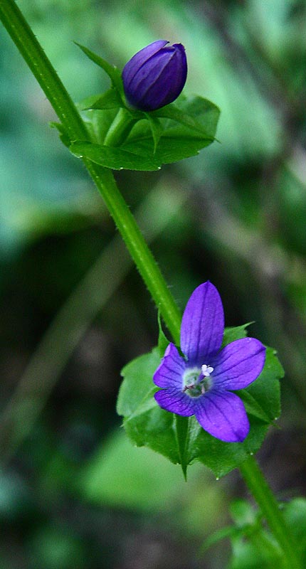 Photographie par rdchdwck pour DesignCrowd (Community Contests) | Design #9037901