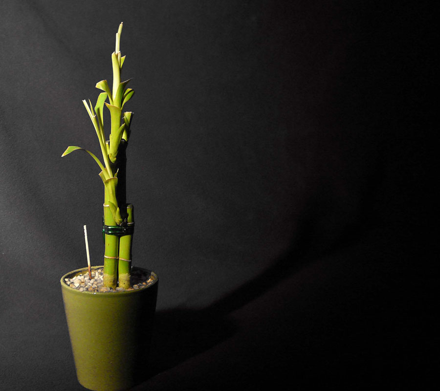 Fotografie von whitegold für DesignCrowd (Community Contests) | Design #9037906