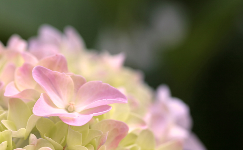 Fotografie von lilmart für DesignCrowd (Community Contests) | Design #9037884