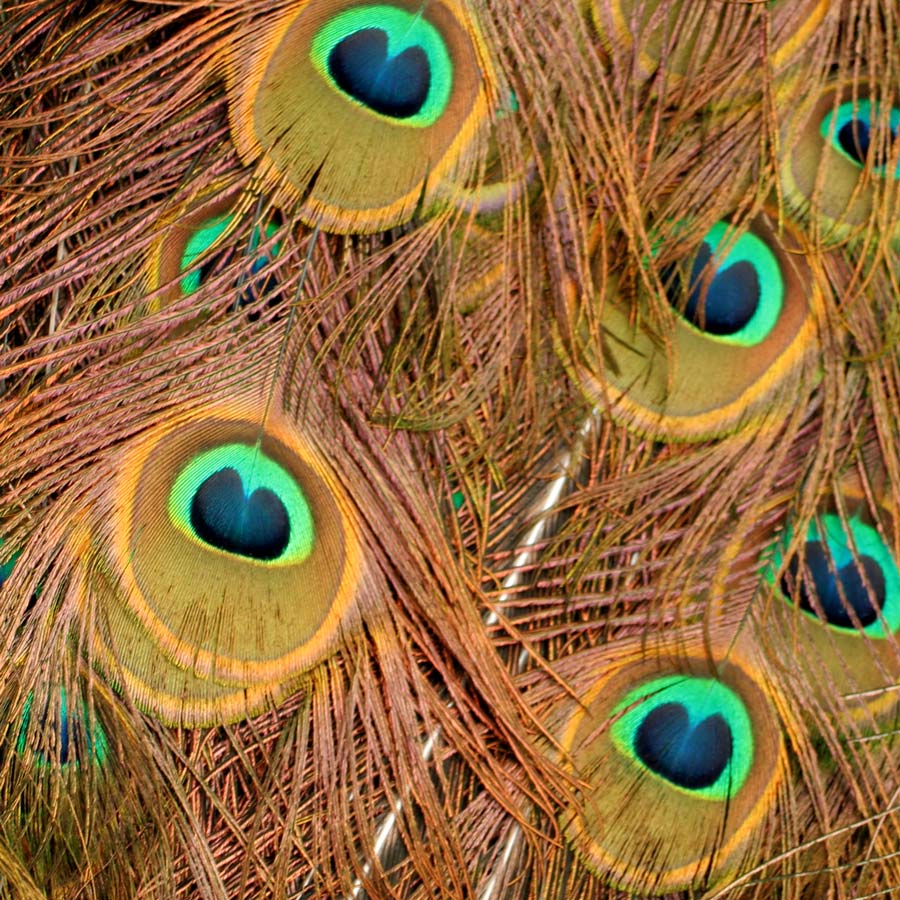 Photography by Halkatla for DesignCrowd (Community Contests) | Design #9046294