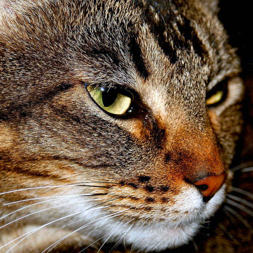 Photography by tlovesd for DesignCrowd (Community Contests) | Design #9046251