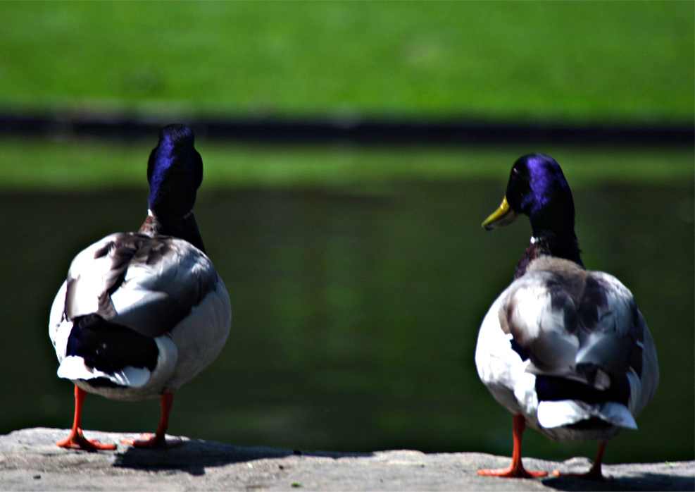 Fotografía por DoubleDizzle para DesignCrowd (Community Contests) | Diseño #9037925