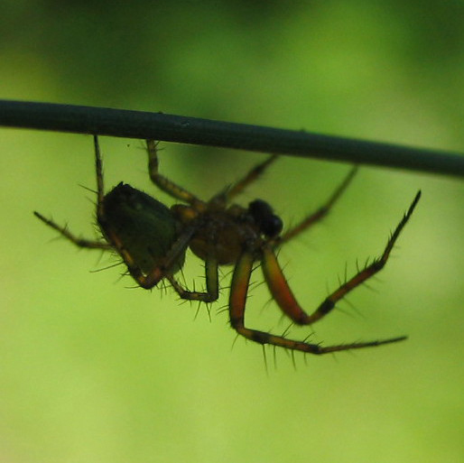 Photographie par Zampino pour DesignCrowd (Community Contests) | Design #9046284