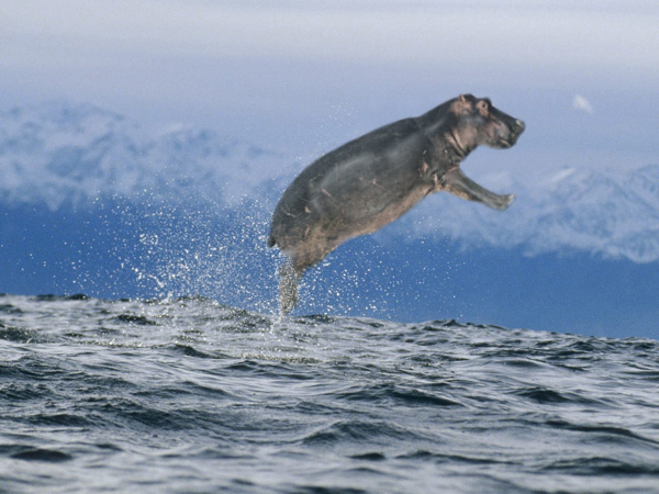 Diseño de Photoshop por wunderbar para DesignCrowd (Community Contests) | Diseño #9051188