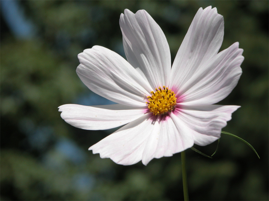 Photography by miarose59 for DesignCrowd (Community Contests) | Design #9037977