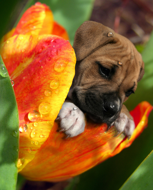 Photoshop Design by bananasfritters for DesignCrowd (Community Contests) | Design #9051249