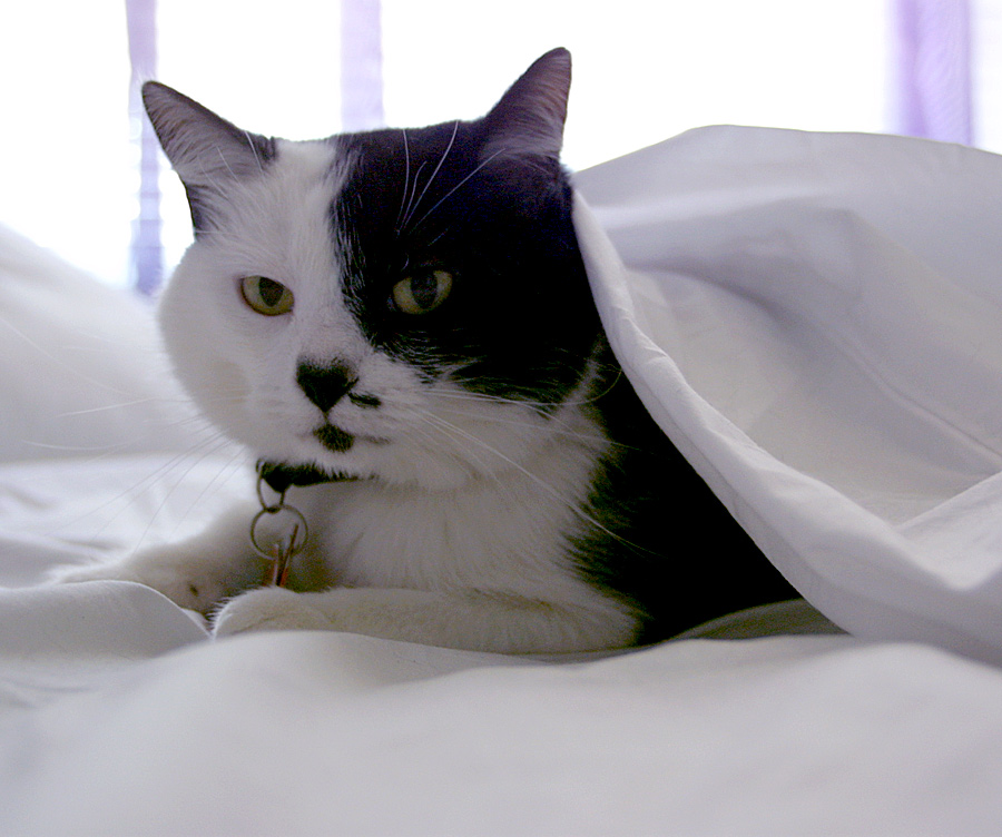 Photographie par burns529 pour DesignCrowd (Community Contests) | Design #9044382