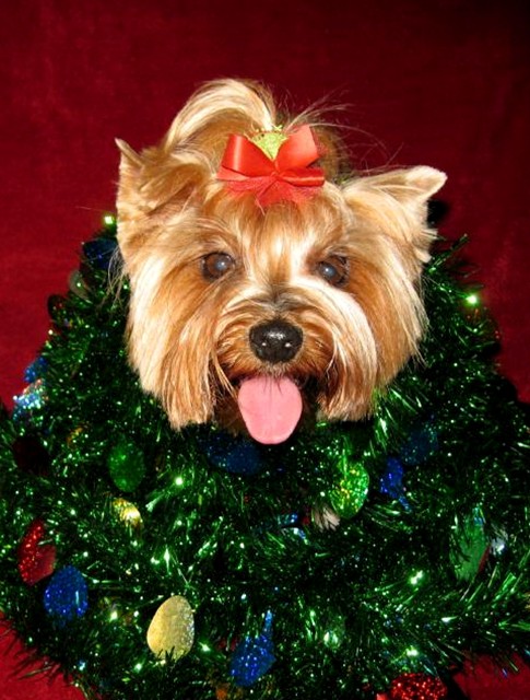 Photographie par quin10 pour DesignCrowd (Community Contests) | Design #9040816