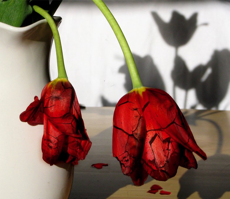 Photoshop Design by bananasfritters for DesignCrowd (Community Contests) | Design #9050124