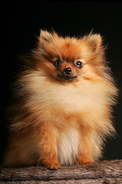 Photography by tiffini for DesignCrowd (Community Contests) | Design #9044404