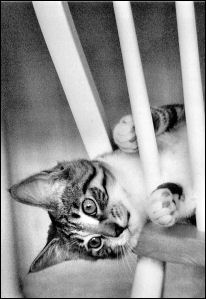 Photography by ALS14213 for DesignCrowd (Community Contests) | Design #9040800