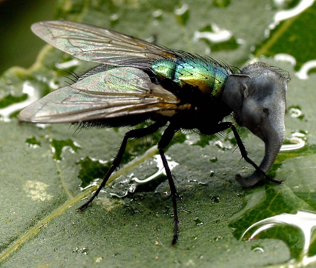 Design Photoshop par mlolsen pour DesignCrowd (Community Contests) | Design #9049026