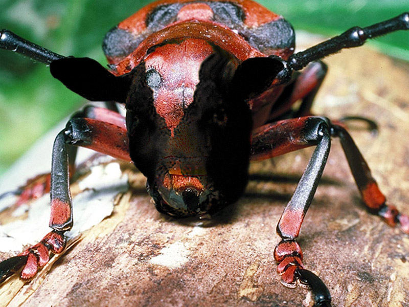 Design Photoshop par BereniceLooM pour DesignCrowd (Community Contests) | Design #9049089