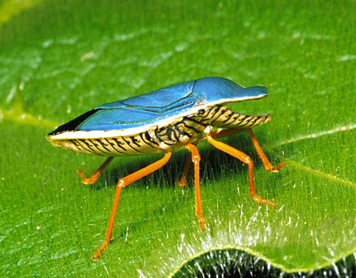 Photoshop Design by TheGr8TGatsby67 for DesignCrowd (Community Contests) | Design #9049135