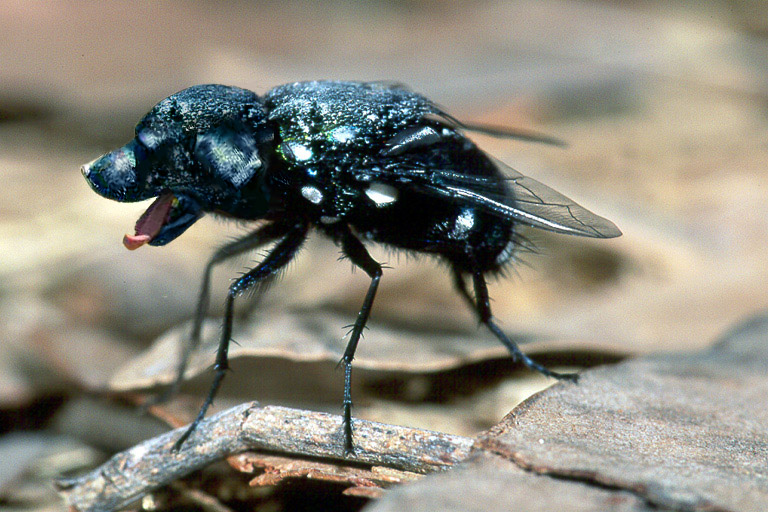 Photoshop Design by bloatedstomach for DesignCrowd (Community Contests) | Design #9049159