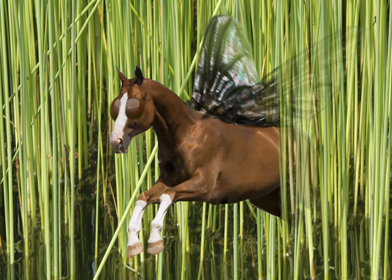 Photoshop Design by Joanne25 for DesignCrowd (Community Contests) | Design #9049139