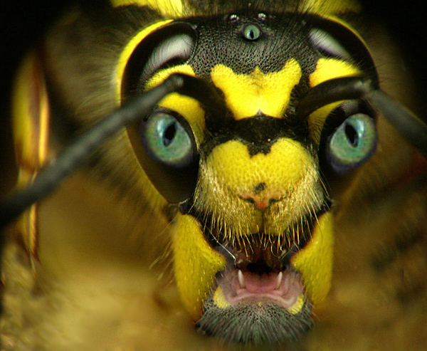 Design Photoshop par lindon pour DesignCrowd (Community Contests) | Design #9049149