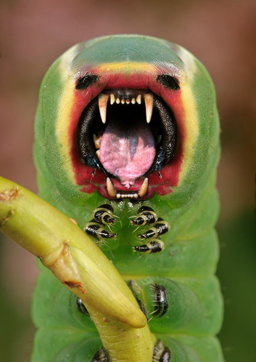 Photoshop-Design von Bas1982 für DesignCrowd (Community Contests) | Design #9049115