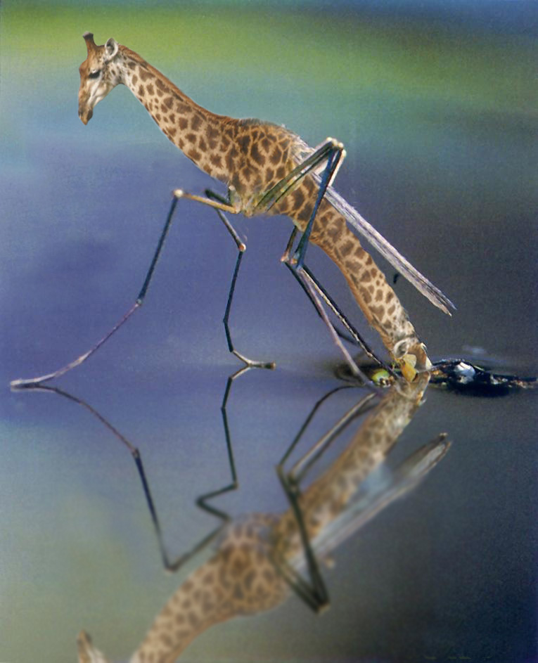 Design Photoshop par Ramswin pour DesignCrowd (Community Contests) | Design #9049108