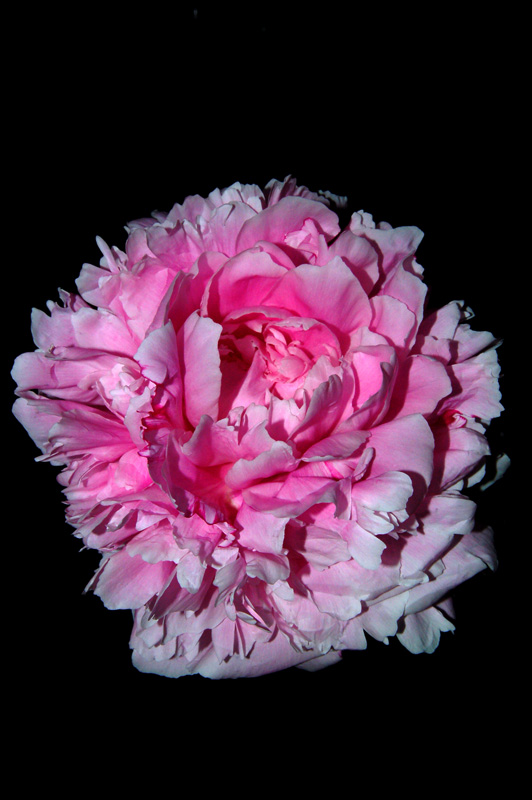 Fotografía por Ronbo62 para DesignCrowd (Community Contests) | Diseño #9044451