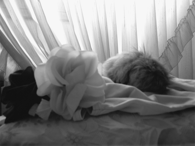 Photographie par BereniceLooM pour DesignCrowd (Community Contests) | Design #9044458