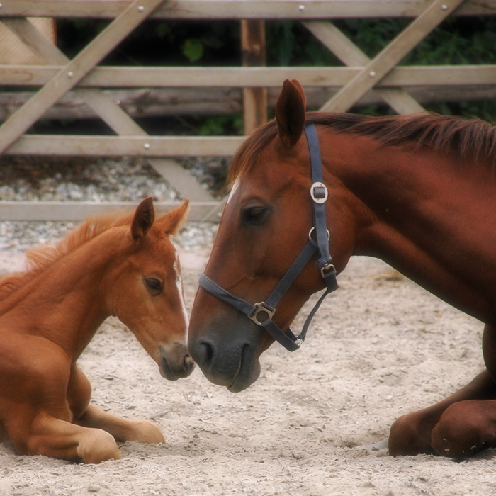 Fotografía por Marian para DesignCrowd (Community Contests) | Diseño #9040827