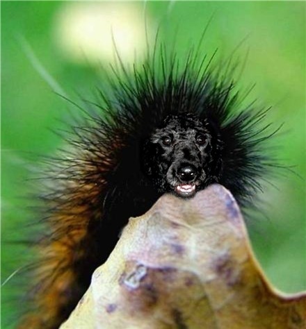 Photoshop Design by quin10 for DesignCrowd (Community Contests) | Design #9049324