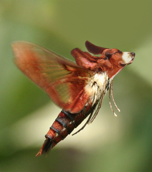 Diseño de Photoshop por robayer para DesignCrowd (Community Contests) | Diseño #9049173