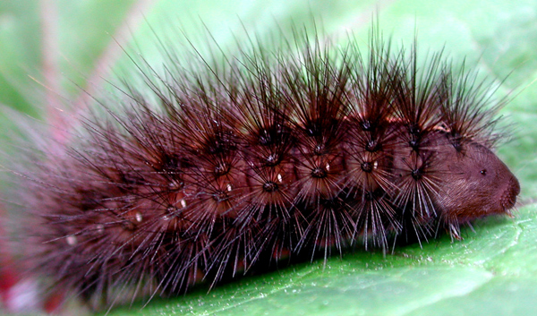 Photoshop-Design von cleareyes für DesignCrowd (Community Contests) | Design #9049229