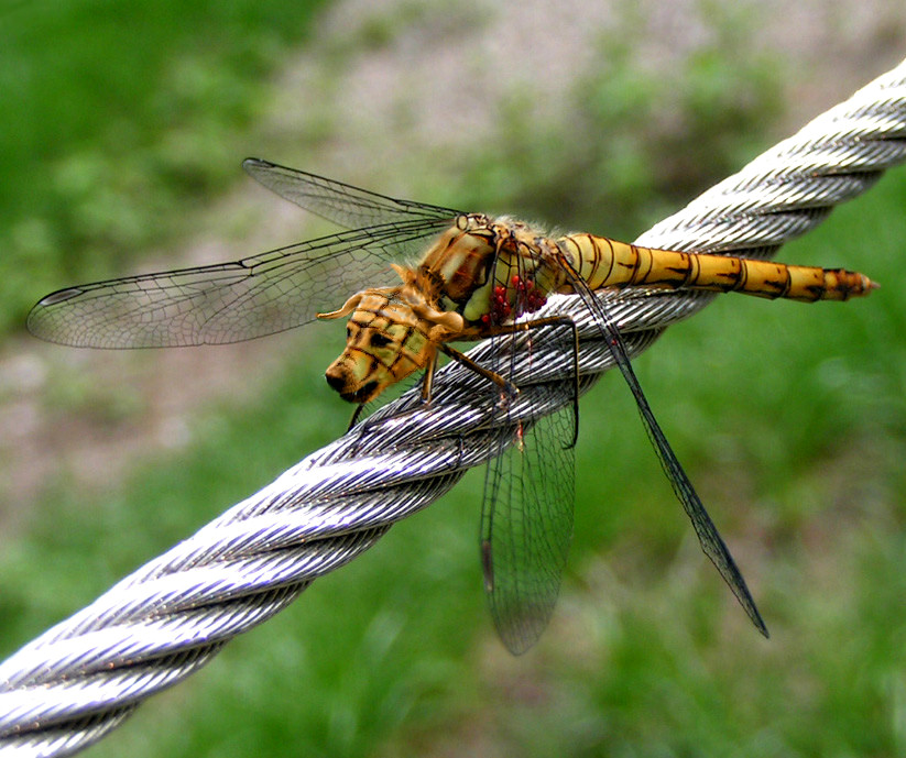 Diseño de Photoshop por goraia para DesignCrowd (Community Contests) | Diseño #9049275